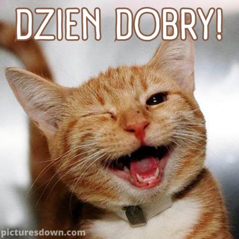 Kartka uśmiech na dzień dobry krzyczący kot za darmo