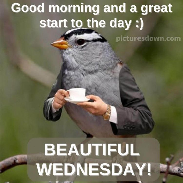 Funny wednesday image sparrow free download