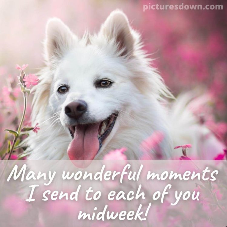 Funny wednesday image white dog free download
