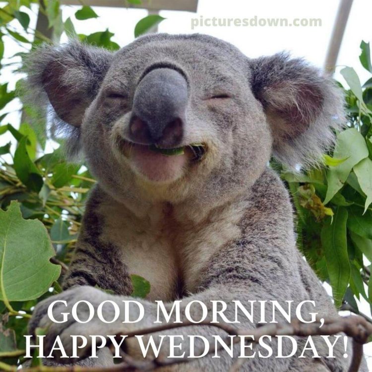 Funny wednesday image koala free download