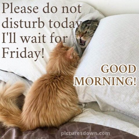 Good morning wednesday funny image cats free download
