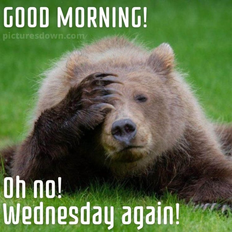Good morning wednesday funny image bear free download