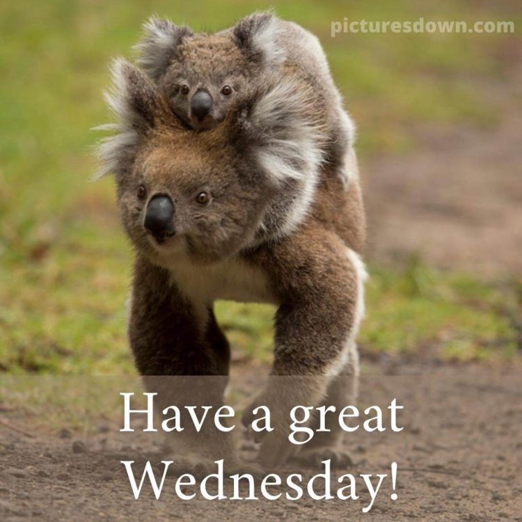Good morning wednesday funny image two koalas free download