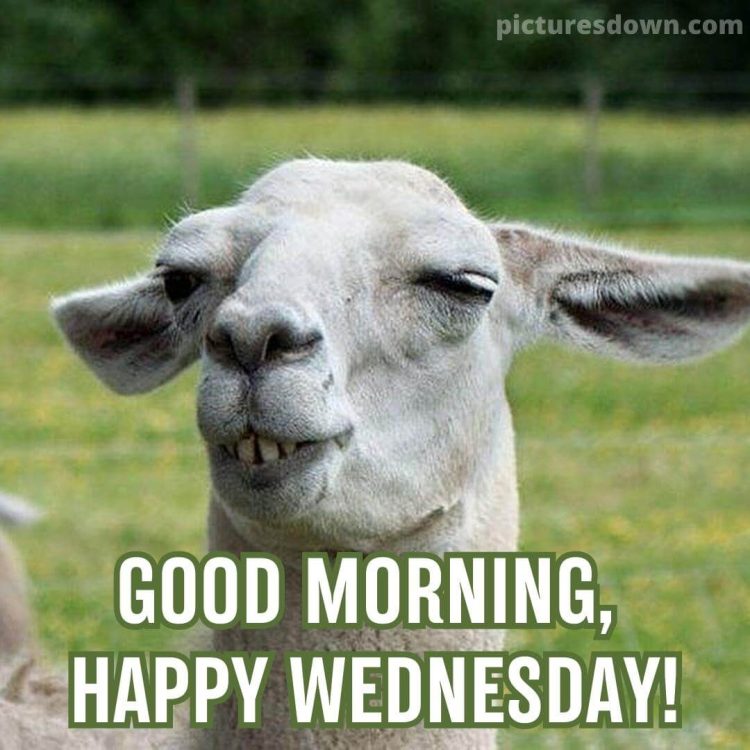 Good morning wednesday funny image camel free download