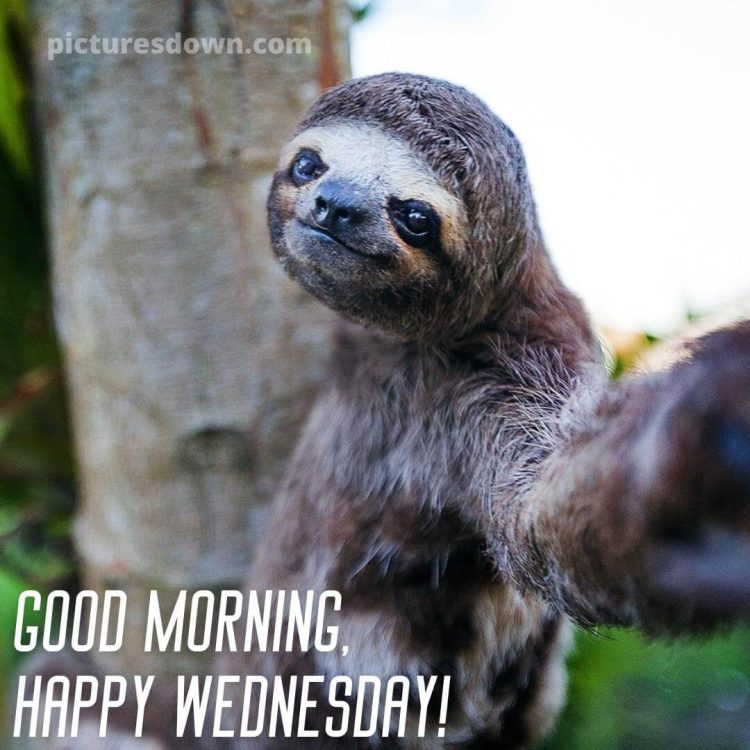 Good morning wednesday funny image sloths free download