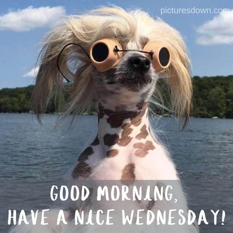 Good morning wednesday funny image dog on vacation free download