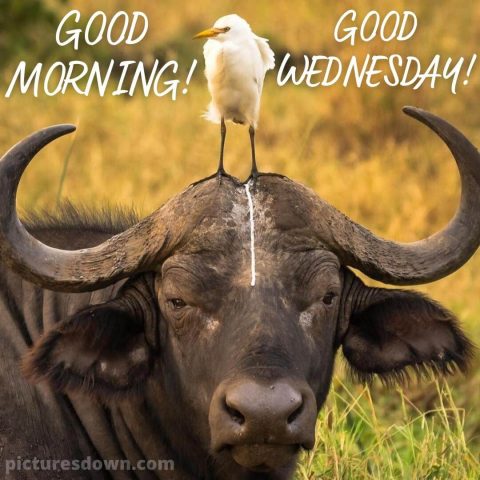 Good morning wednesday funny image buffalo free download