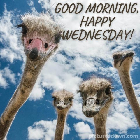 Funny wednesday image ostriches free download