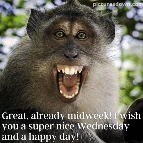Good morning wednesday funny image monkey free download