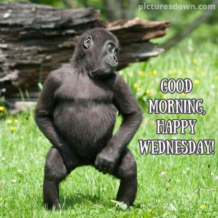 Funny good morning wednesday image gorilla free download
