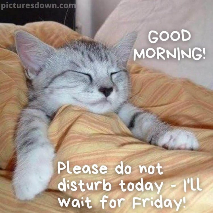 Funny good morning wednesday image cat in bed free download