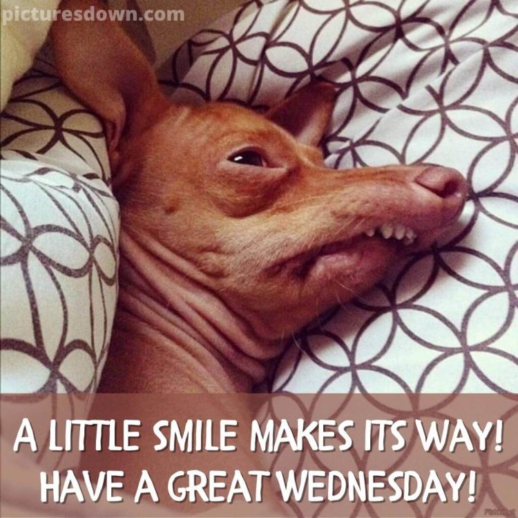 Funny good morning wednesday image dog in bed free download