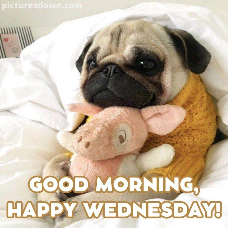 Funny good morning wednesday image dog and toy free download