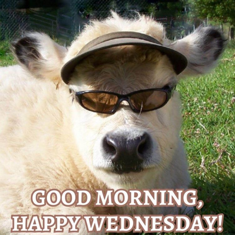 Funny good morning wednesday image cow free download