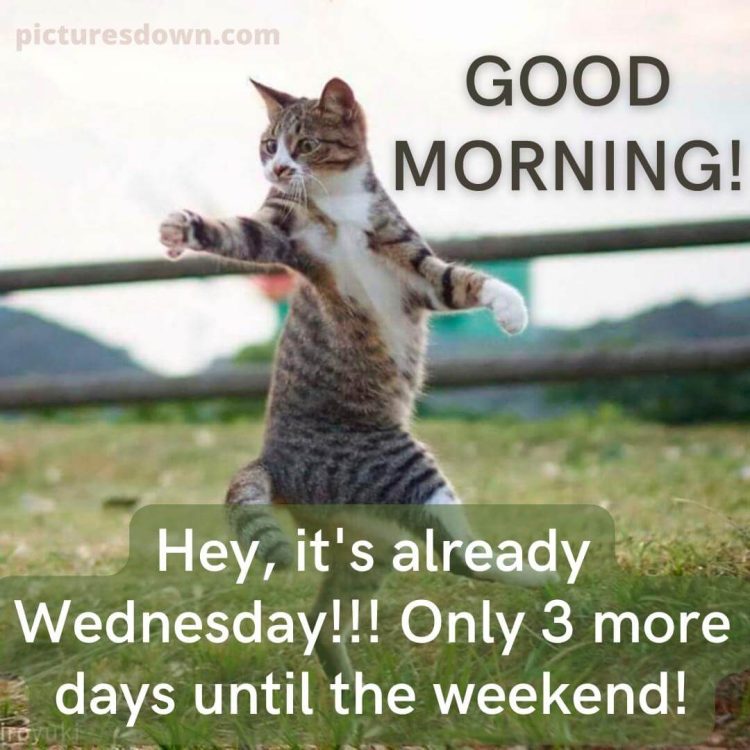 Funny good morning wednesday image flying cat free download