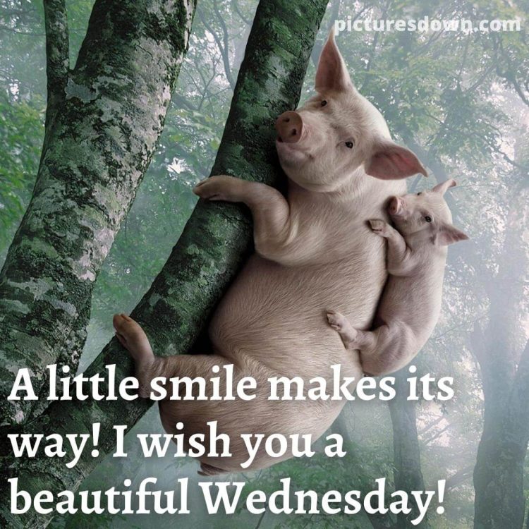 Funny wednesday image pig free download