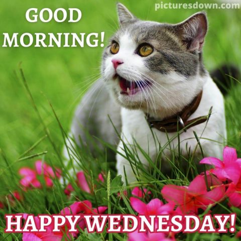 Funny wednesday image screaming cat free download
