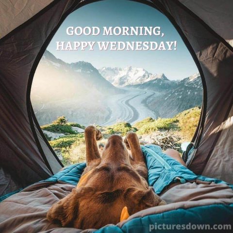 Funny wednesday image dog in a tent free download