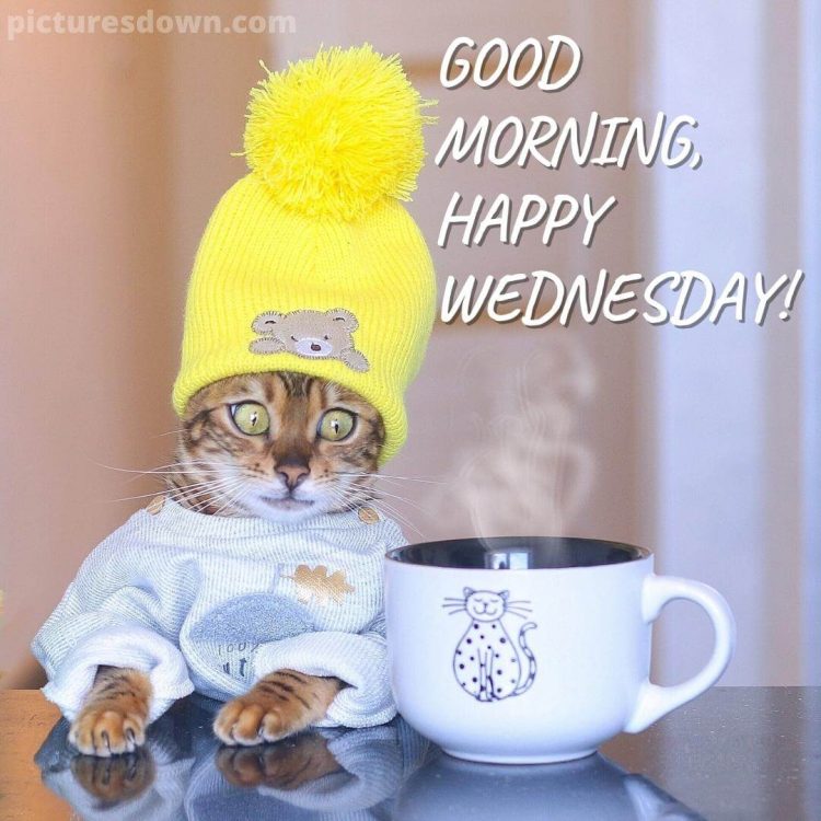 Funny wednesday image cat in a hat free download