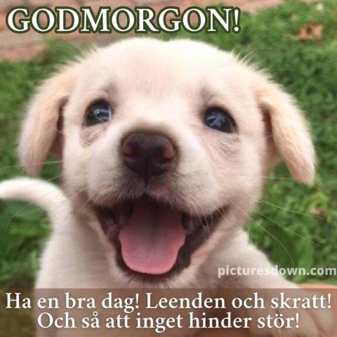 God morgon bild roliga hund ladda ner gratis