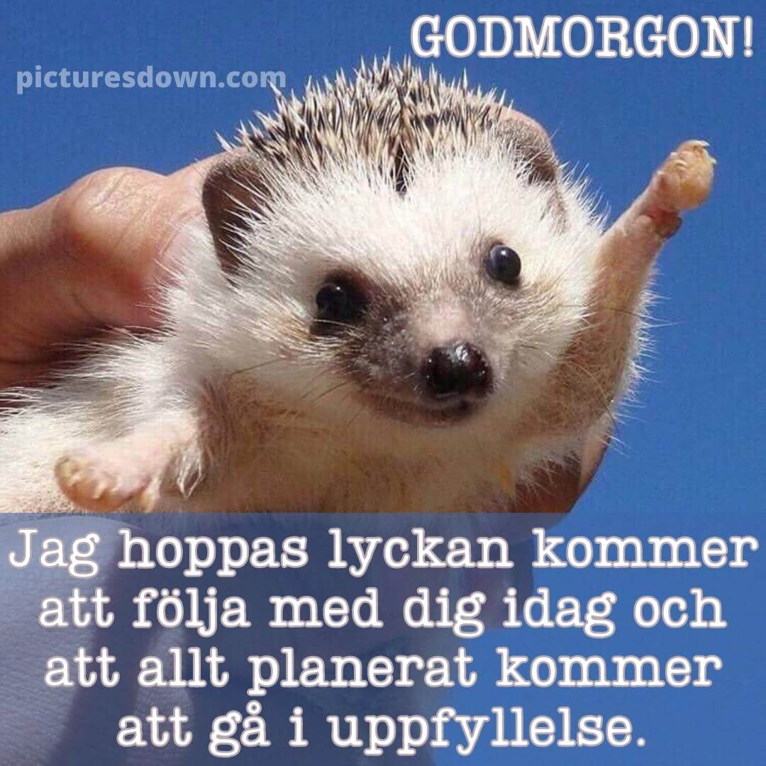 Roliga God Morgon H lsningar Bild Igelkott
