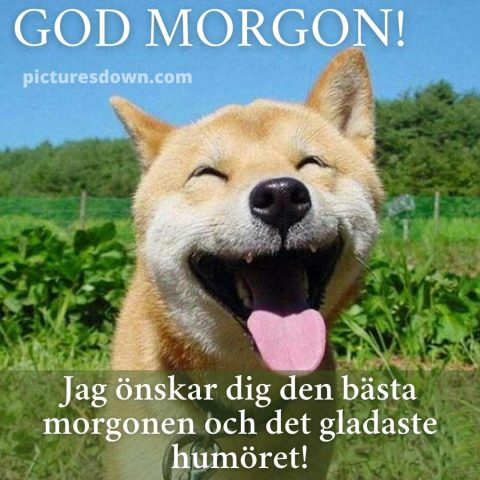Roliga god morgon hälsningar bild glad hund ladda ner gratis