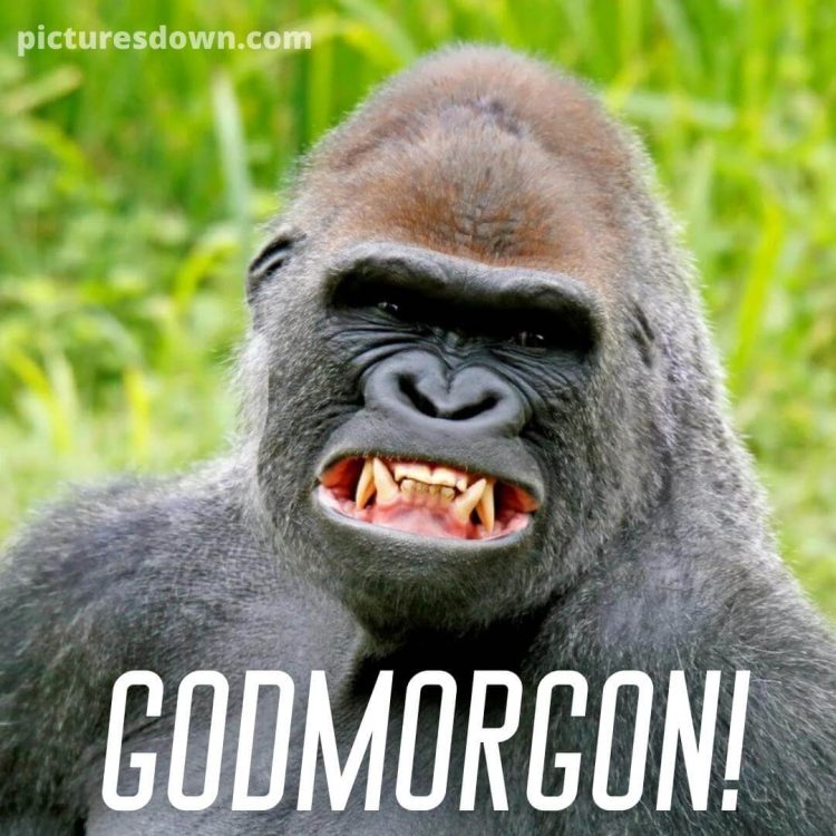 Roliga god morgon hälsningar bild gorilla ladda ner gratis