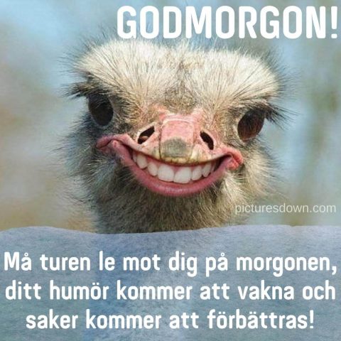 Roliga god morgon hälsningar bild struts ladda ner gratis
