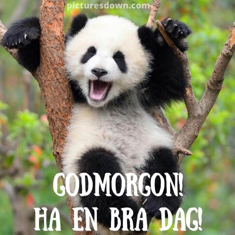 Roliga god morgon hälsningar bild panda ladda ner gratis