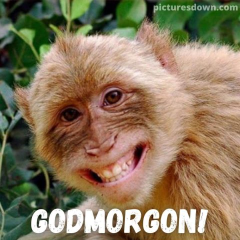 Roliga god morgon hälsningar bild apa ladda ner gratis