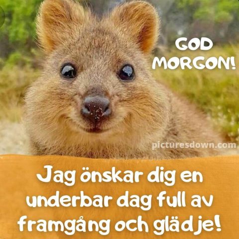 God morgon bild roliga quokka ladda ner gratis