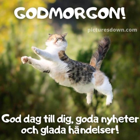 God morgon bild roliga flygande katt ladda ner gratis