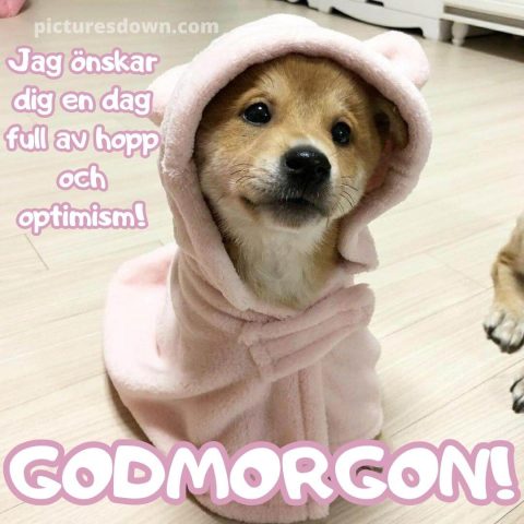 God morgon bild roliga hund i kappa ladda ner gratis