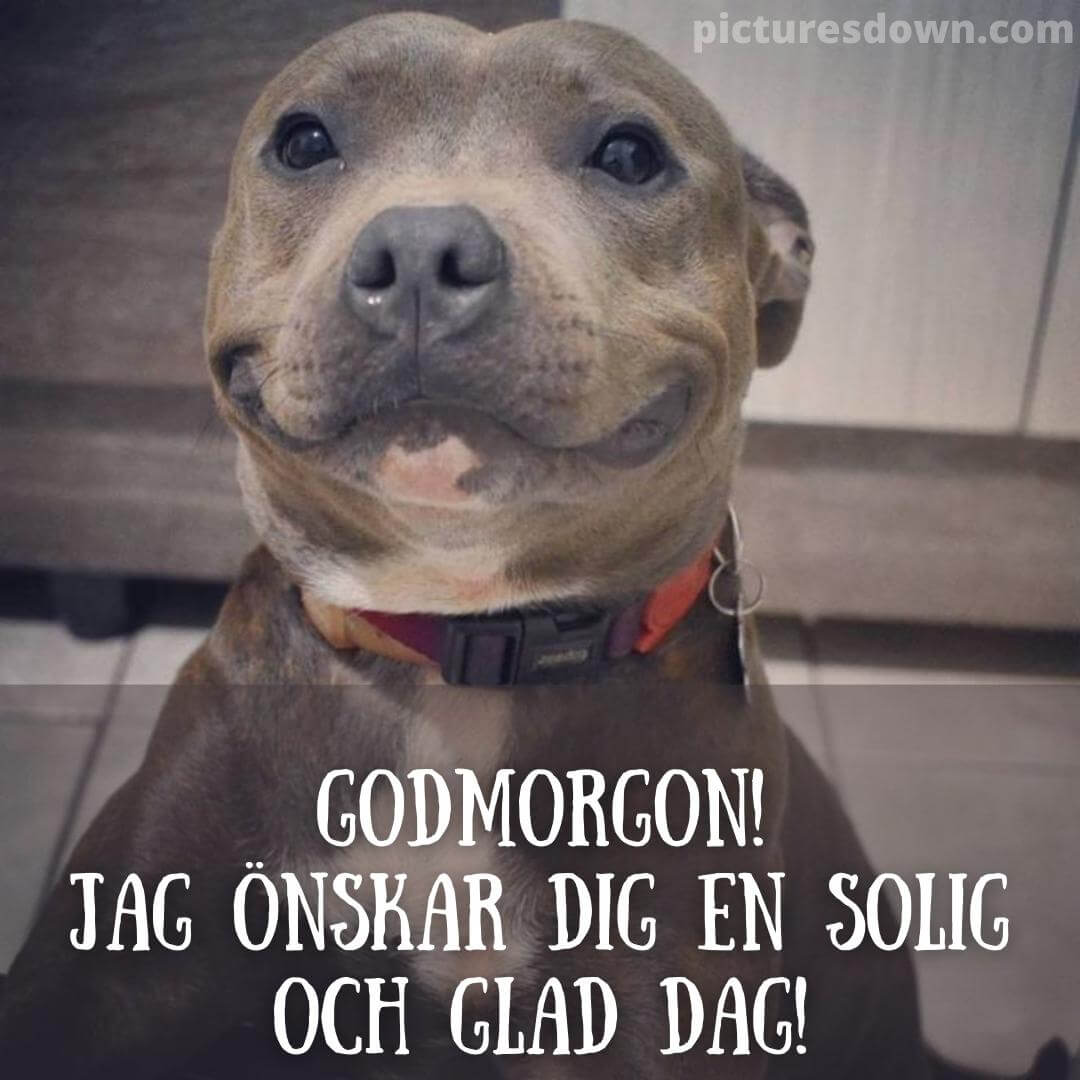 God Morgon Bild Roliga Stor Hund Picturesdown