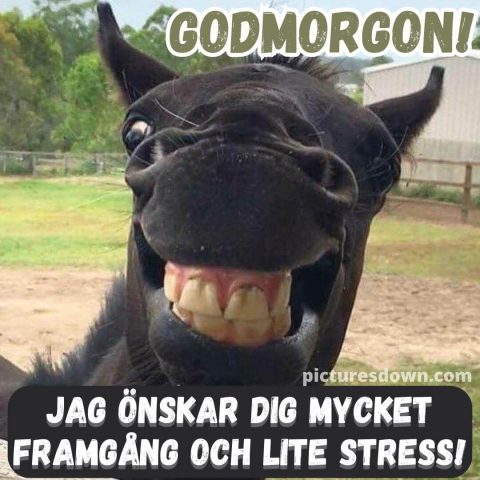 God morgon bild roliga häst ladda ner gratis