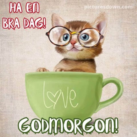 God morgon katter bild i en kopp ladda ner gratis