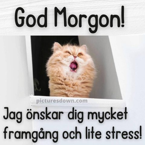 God morgon katter bild skrikande ladda ner gratis