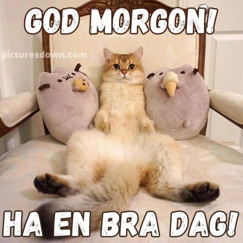 God morgon katter bild I fåtöljen ladda ner gratis