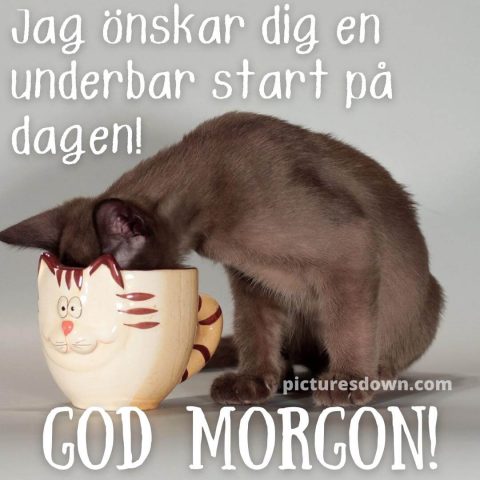 God morgon katter bild i en kopp ladda ner gratis