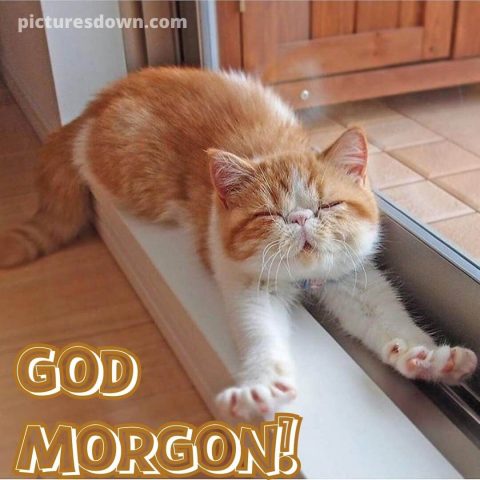 God morgon katter bild Söt ladda ner gratis