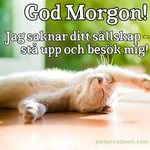 God morgon katter bild i solen ladda ner gratis