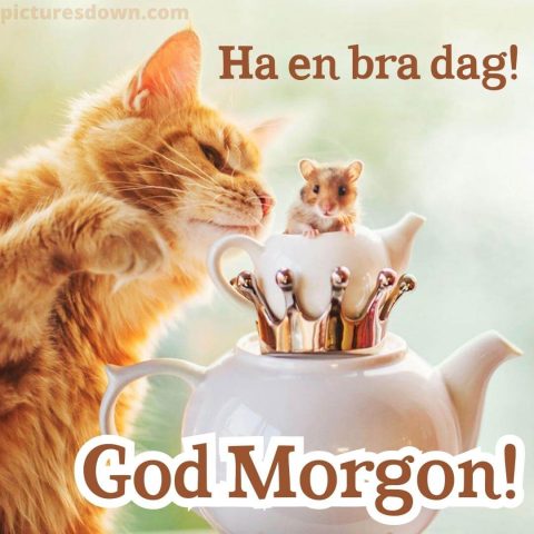 God morgon katter bild mus ladda ner gratis