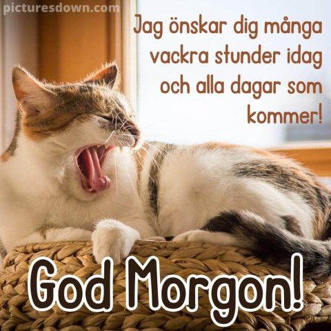 God morgon katter bild i korgen ladda ner gratis
