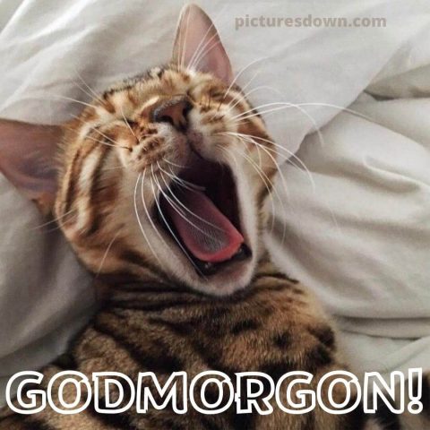 God morgon katter bild gäspar ladda ner gratis