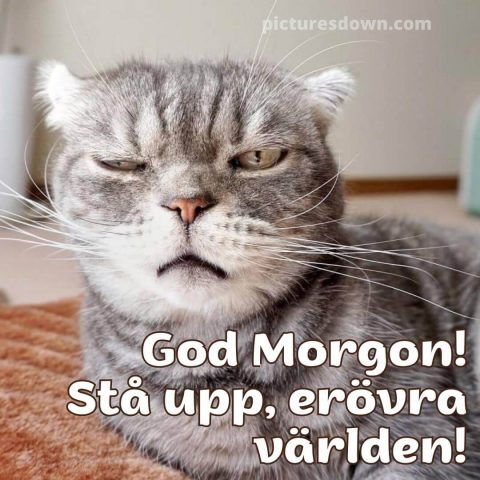 God morgon katter bild vaken ladda ner gratis