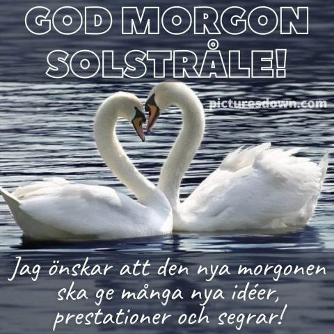 God morgon mitt hjärta bild svanar ladda ner gratis