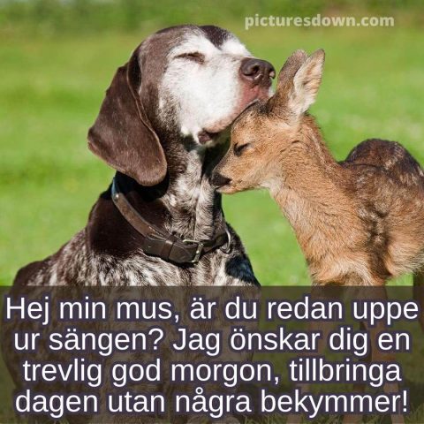 Godmorgon älskling bild hund och rådjur ladda ner gratis