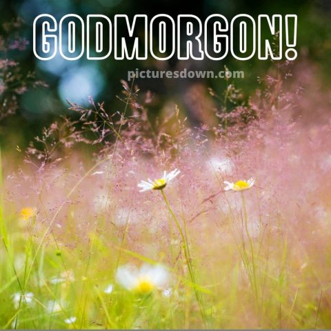 Godmorgon bild vilda blommor ladda ner gratis