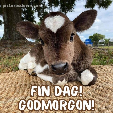 Godmorgon bild kalv ladda ner gratis