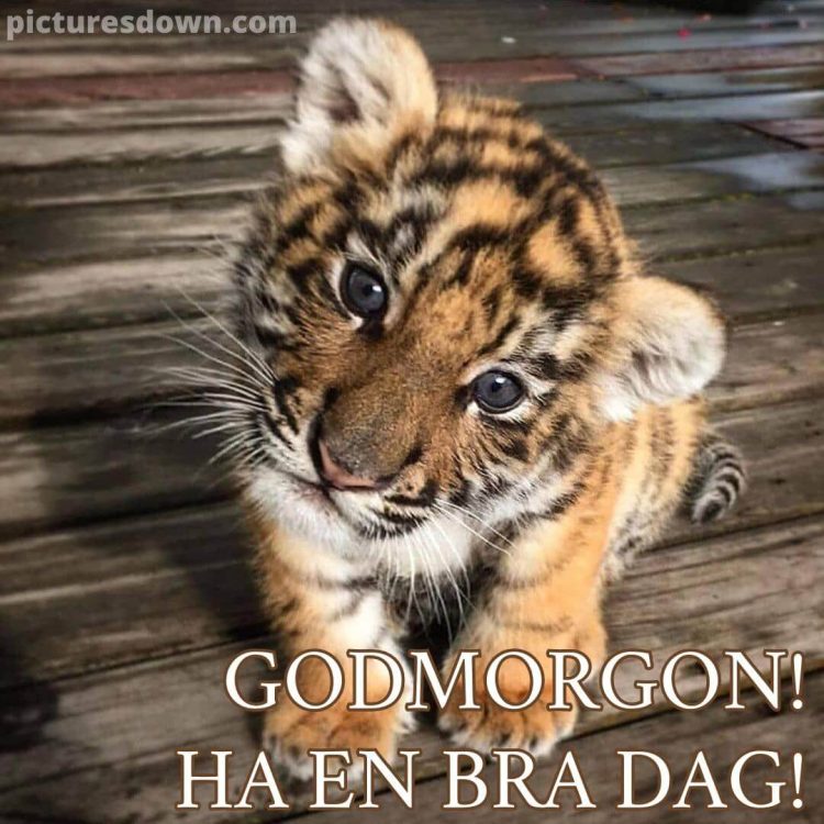 God morgon allihopa bild tigerunge ladda ner gratis
